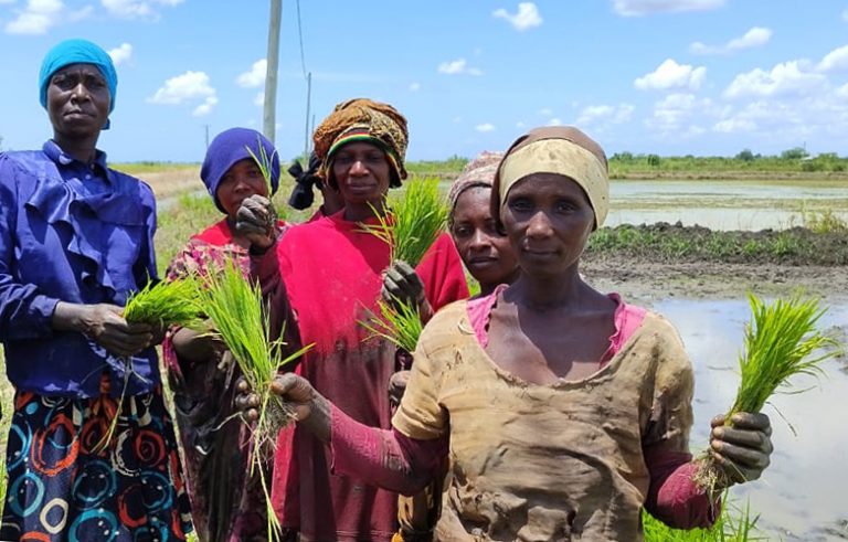 Women in ricefield. Photo: Atu Bilaro